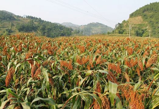 點擊查看詳細信息<br>標題：   閱讀次數：3013